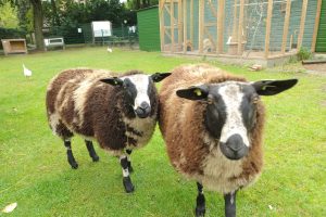 Tina en Truus Nederlands bonte schapen